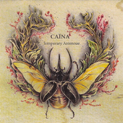 Tobacco Beetle by Caïna