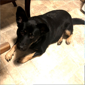 Spider House Demos #1