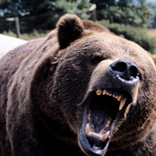 Brother Bear