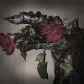 Lost Loves - Sanguinary Fields