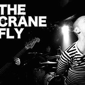 the crane fly