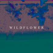 Wildflower - Single