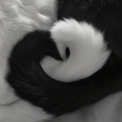 Everything Is Romantic (Wuthering Heights Orchestral Version)