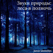 Звуки природы:  леса в полночь