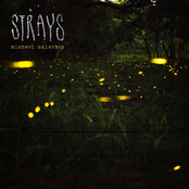 Strays