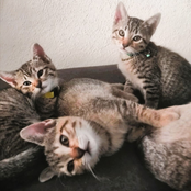 Se me olvidó q te iba a decir