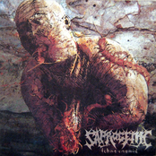 Ichneumonid by Saprogenic