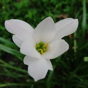 Mis Últimas Flores Vivas de Abril