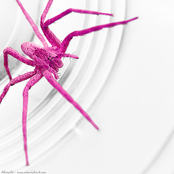 pinkspider