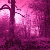 glowing pink forest