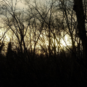 The Woods