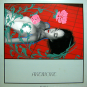 ANEMONE