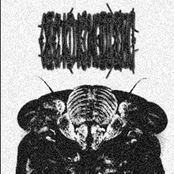 Cicada Molting (Demo)