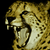 アローチャのレビュー