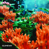 Percy Iboga Sandwich Stash