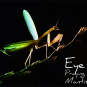 Eye Praying Mantis