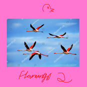 flamingos demos, vol. 2