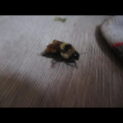Go With God, You Little One