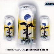 Mindwaves Plantation