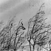 Essence Of Pink Lotus: Sounds For Soothing The Nervous System