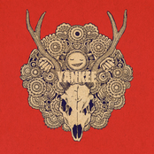 yankee