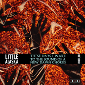 These Days I Wake to the Sound of a New Dawn Chorus