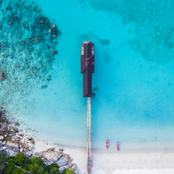 Everyone Is Dumb - Single