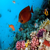 Donkey Kong Aquatic Ambiance