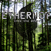 Into The Woods by Ethernet