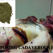 DECOMPOSING CADAVEROUS HUMAN