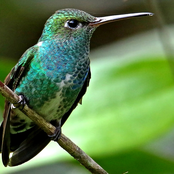 * Hummingbird's Journey for Work Progress and Professional Growth *