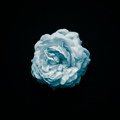Abloom