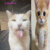 2 silly 4 it (certified silly banger) [yabujin approved]