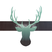 Siberian Stag