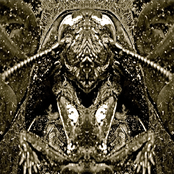 The Ootheca Mirror