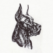 Great Dane: Alpha Dog