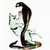 Les Savy Fav: The Cat and the Cobra