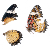 Peppermint Shade. - Single