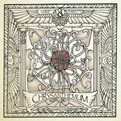 Chrysanthemum