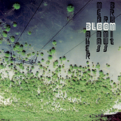 Bloom