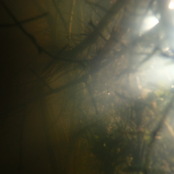 Nunca Dejé De Odiarte