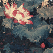 Lotus Flower