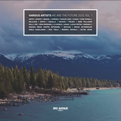 Fungi Fractal Collapse