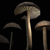 Mushroom Music, Vol. 1