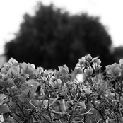 Waltz of the Flowers (From "The Nutcracker", Op. 71)