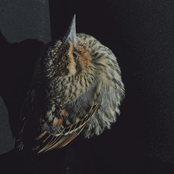 May3e (Allison Lorenzen Remix)