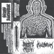 Harlot's Nest/Ahulabrum split