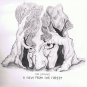 A View From The Forest