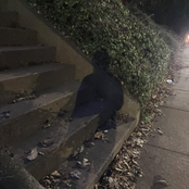 Shadows Leap / Voice In The Dark