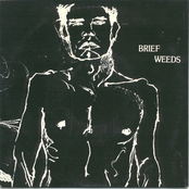 Forgetting Love by Brief Weeds